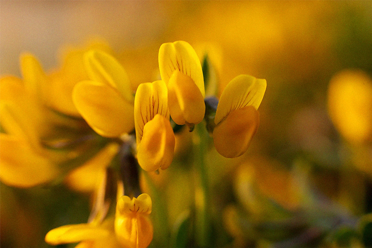 Fleurs évoquant le parfum du shampoing
