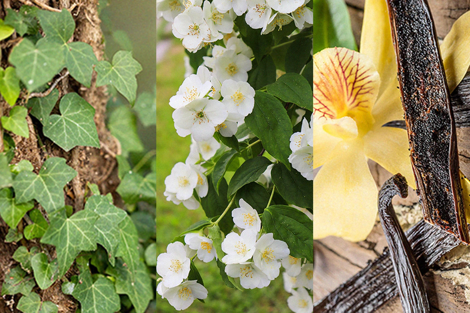 Fleurs blanches évoquant le parfum de l'huile