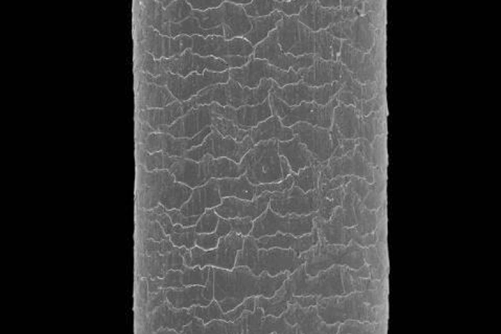 Cuticle under the microscope after two weeks