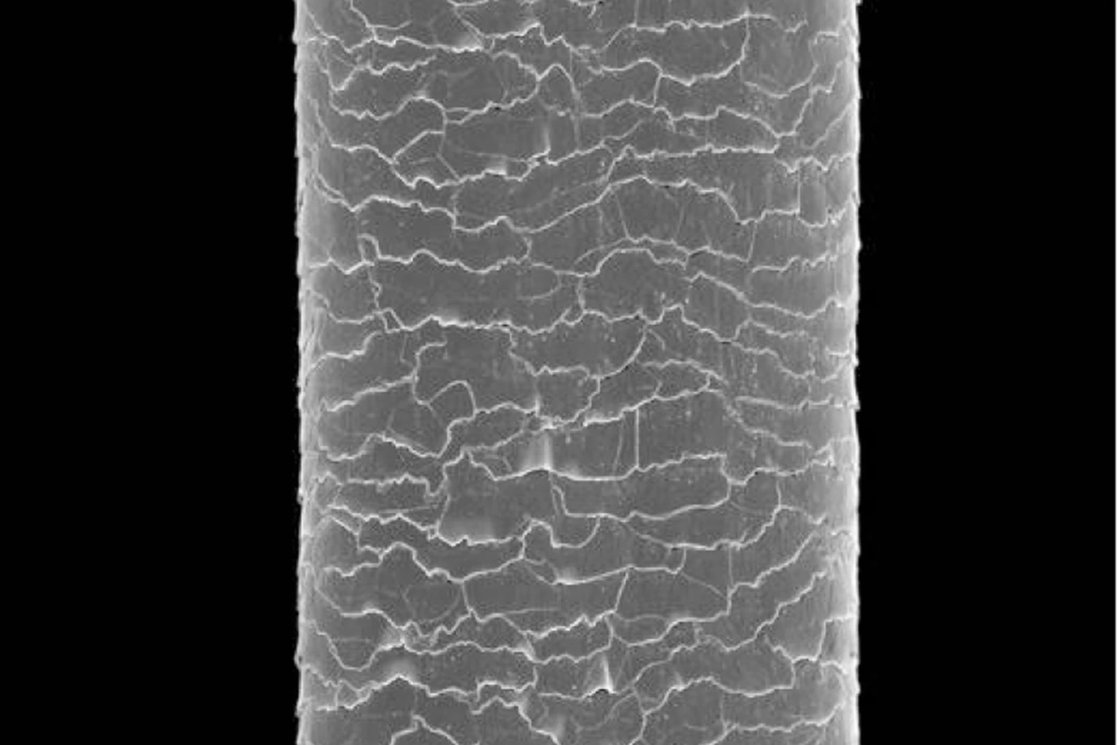 Cuticle under the microscope before use